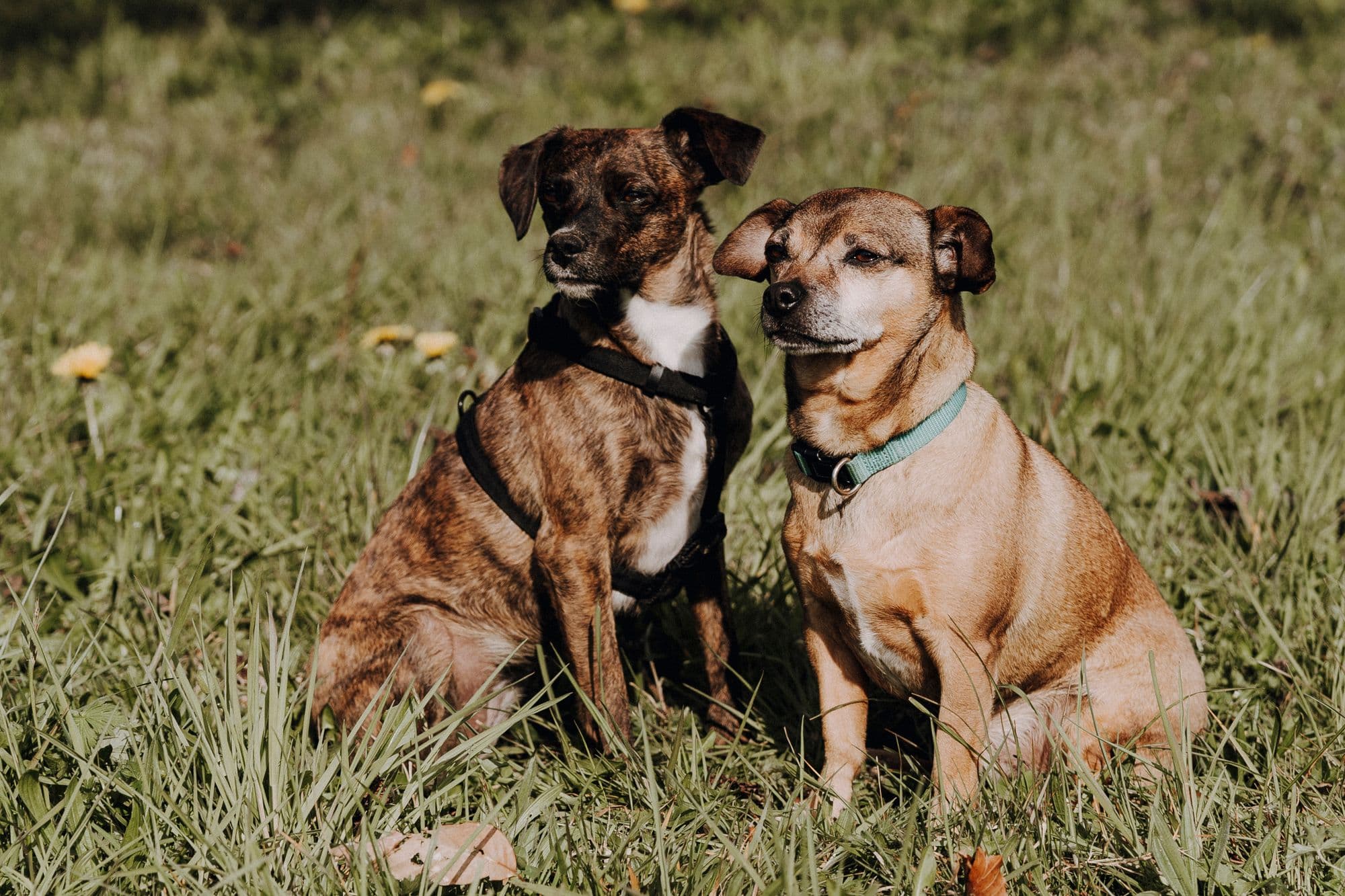 Zwei Hunde zusammen im Gras